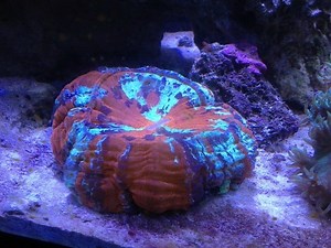 5 Best Corals You Can Put On The Sandbed