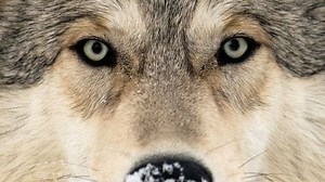 How reintroducing wolves helped save a famous park