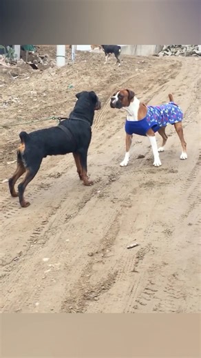 Boxer 🆚 Rottweiler #perros #rottweiler #boxer