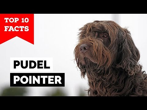 Pudelpointer - Top 10 Facts