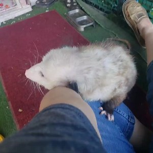 229K views · 39K reactions | Buddy Holly being a sweet boy. Watch him as he zones out. I move my hand at times so it doesn't look like the video froze up.  | Roxie and Friends | Facebook