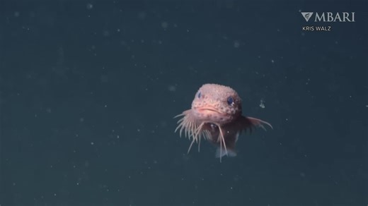 Bumpy Snailfish: Newly discovered fish can live in wide-ranging habitat
