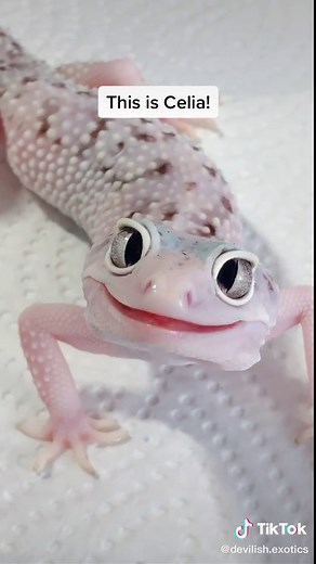 Meet Celia: The Cutest Leopard Gecko Ever!