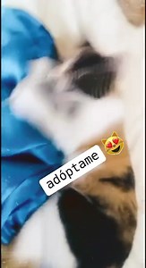 Caso Externo Mostacita Busca Familia que la ame y cuide por siempre Tiene 8 meses Está saludable Es sociable Come comida de casa y pepas Usa arenero Compromiso de esterilización Más información al 0992883355 | Adopción Animal Guayaquil - AG | Facebook