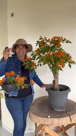 Edileuza Oliveira on Instagram: "Bougainville Laranja Pendente. 🧡🌺 Você sabia que ela é perfeita para pré-bonsai? Dá pra colocar na cuia, no xaxim e criar verdadeiras obras de arte vivas. Ela aceita muito bem o manejo! 👉 Você já tentou fazer pré-bonsai com Bougainville? Comenta aqui ⬇️ Vamos colorir o Brasil! 🇧🇷🌺 #bougainvillea #edibougainvillea #primavera"
