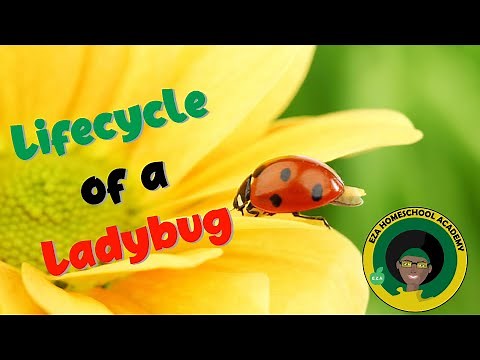 Ladybug Life Cycle | All about Ladybugs
