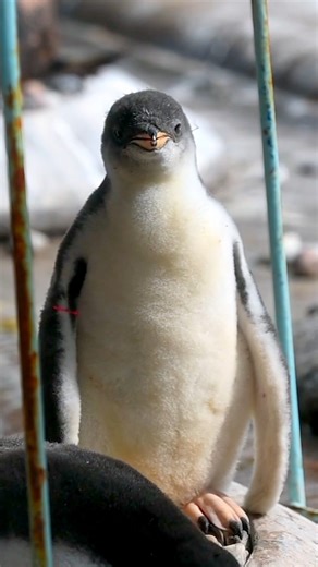 Our gentoo penguin chicks are growing up fast, but this little one still insists on a snuggle with their sibling 🐧 | Edinburgh Zoo