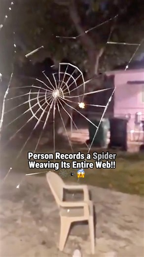 Person Records a Spider Weaving Its Entire Web!! 🕸️🕷️😱 #shorts