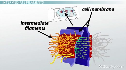 Filament in Biology | Definition, Types & Examples