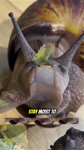 salt can kill snails