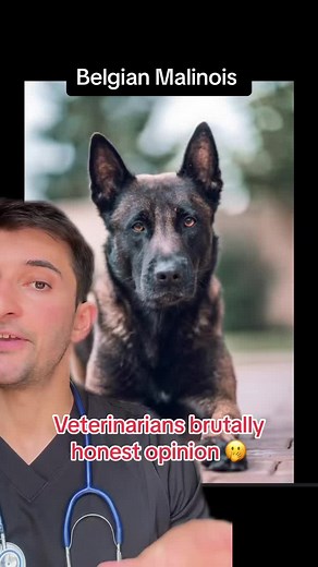 Understanding the Belgian Malinois: Owner Insights