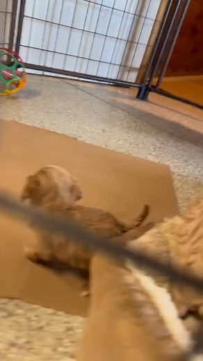 1.2K views · 34 reactions | Cavapoos ready soon . Will be small 6-10 lbs | Dawn Burkholder | Facebook