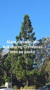 A pine tree is a type of coniferous tree that belongs to the genus Pinus in the family Pinaceae. Here are some key facts: 🔹 General Info Lifespan: 100 to over 1,000 years. Needles: Instead of broad leaves, pine trees have long, thin needles that stay green year-round (evergreen). Cones: Pines produce pine cones—the female cones hold seeds, and the male cones produce pollen. 🔹 Common Types Eastern White Pine (Pinus strobus) Scots Pine (Pinus sylvestris) Ponderosa Pine (Pinus ponderosa) Radiata 