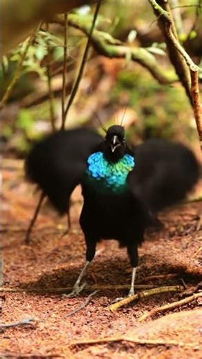 Shadow Dancer of the Rainforest #relax #relaxingmusic #cute #relaxing #zenmusic #relaxingsound