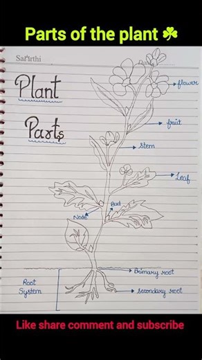 plant parts ☘️ #viral #youtube #education