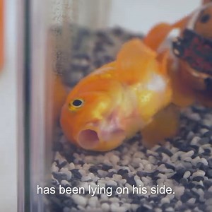3.3M views · 113K reactions | Dougie the goldfish is lying on his side at the bottom of his fish tank  Is his bladder full of air? | Bondi Vet | Facebook