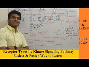 Receptor Tyrosine Kinase (RTK) | Cell Signalling | Mechanisms| Transmembrane Enzyme Linked Receptor