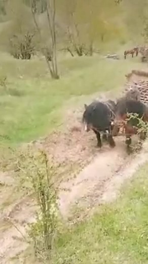 Horses Working Together in Rural Romania