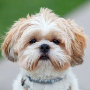Shih Tzu Puppies Near Me | Available Dogs | Lawrenceville GA