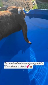 39K views · 1.2K reactions | What are goat horns made of?...