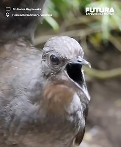 3.4M views · 15K reactions | [] Connaissiez-vous l’impressionnante...