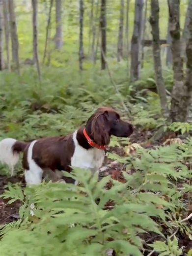 35 reactions | Orvis on Reels | Facebook