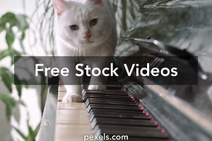 Reggae Music Videos, Download The BEST Free 4k Stock Video Footage & Reggae Music HD Video Clips