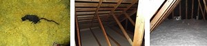 Attic and Crawl Space