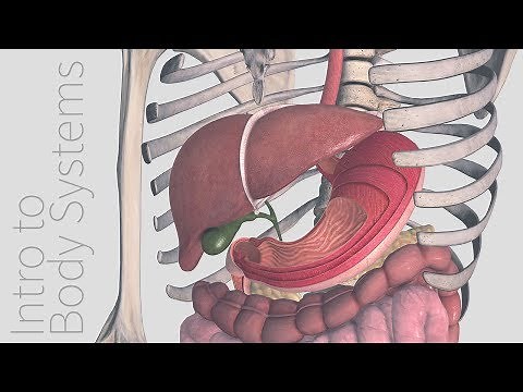 Introduction to the Digestive System - Animated Tutorial | Complete Anatomy