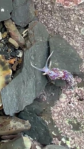 Incredible sea slug in a Devon rockpool