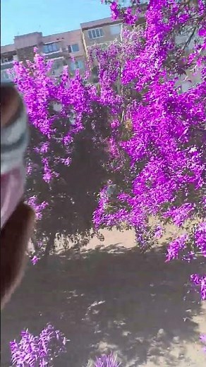 The Mystery of Nature's Purple Trees