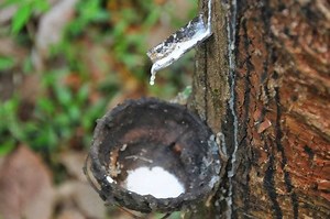 About Rubber | FAIR RUBBER