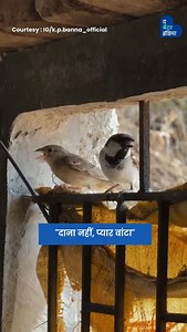 40K reactions · 11 shares | "दाना नहीं, प्यार बाँटा। भूखे पक्षियों...