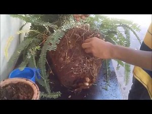 HOW TO PROPAGATE FERN