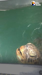 Giant sea turtle rescue 👏 | The Dodo
