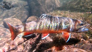 How to Fly Fish for Brook Trout: A Complete Beginners Guide - Guide Recommended