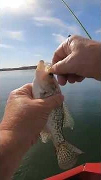 Lot of Crappie