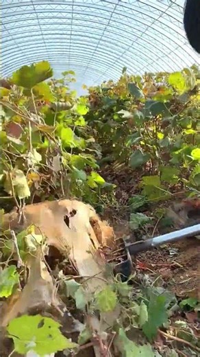 Digging Up and Harvesting Young Grapevines #agriculture