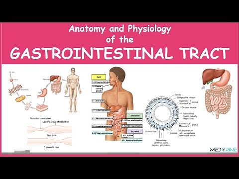 Anatomy and Physiology of the Gastrointestinal Tract Simplified