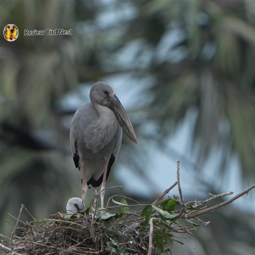 10K views · 156 reactions | African Harrier-Hawk Preening on Nest. | Review Bird Nest | Facebook
