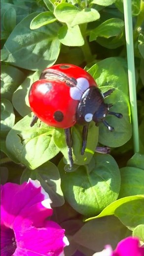 Amazing Ladybug Facts for Kids! Fun & Educational Video