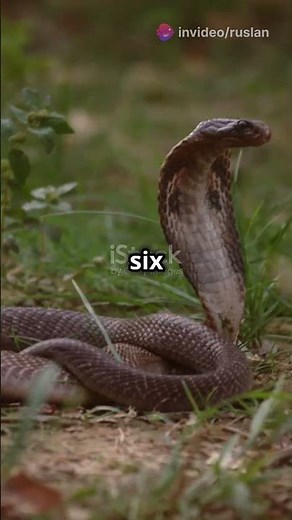 Mind Blowing Facts About the King Cobra!
