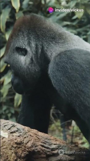 Gorillas: Why Are They Called Silverbacks 🦍