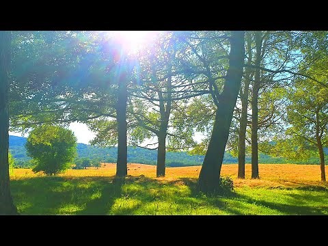 Relaxing Nature Meditation 🌳 Calming SUMMER Ambience 🌳 Healing FOREST Sounds on a Lovely Sunny Day