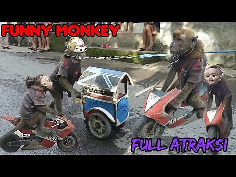 FUNNY MONKEY, TOPENG MONYET VIRAL NAIK MOTOR FULL ATRAKSI
