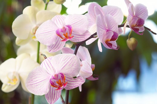 How to Get Orchids to Rebloom Again and Again