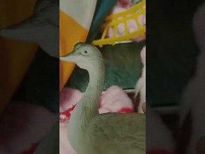 The amazing world babytv