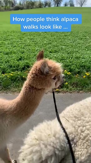 Experience the Joy of Walking with Alpacas