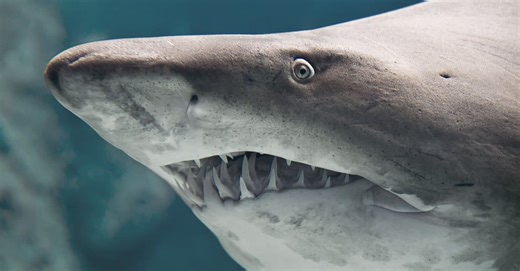 What Bull Shark Teeth Reveal About Their Powerful Bite and Diet