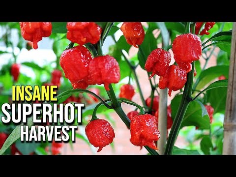 Crazy Container SUPERHOT Pepper Harvest! (Growing Peppers in Pots)